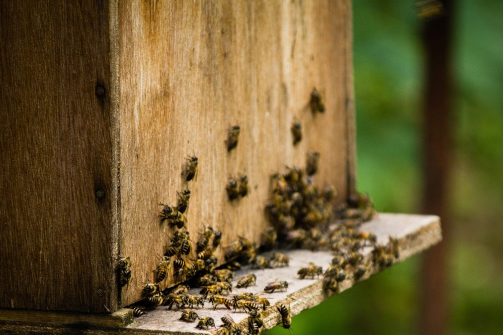 Protecting Pollinators for a Flourishing Farm